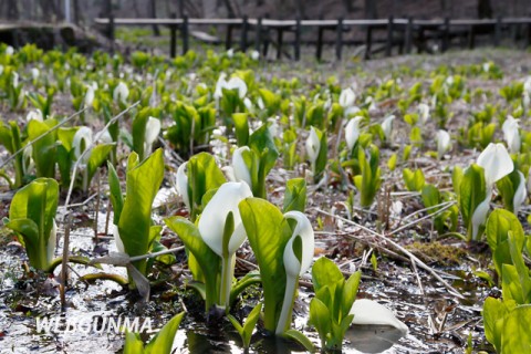 嶺公園の水芭蕉