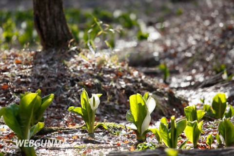 嶺公園内の湿生花園に咲く水芭蕉