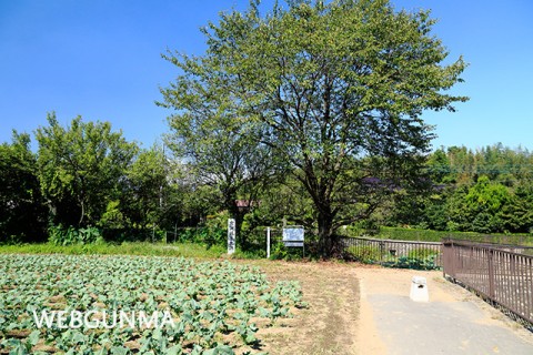 女渕城本丸跡