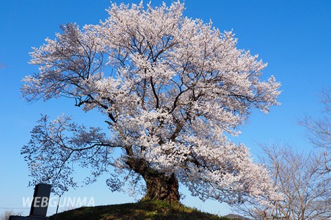 行人塚と芋うえ桜