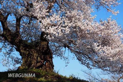 行人塚と芋うえ桜