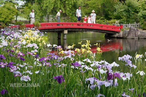 浜川公園の花しょうぶ