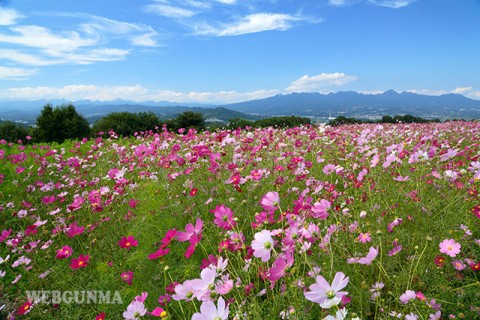 鼻高展望花の丘のコスモス