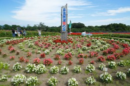 鼻高展望花の丘