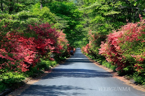 榛名山のレンゲツツジ