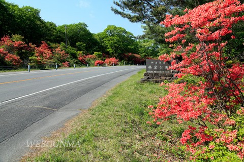 県立榛名公園「黒髪山神社の鳥居」付近のレンゲツツジ