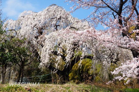 高崎市上奥平のしだれ桜