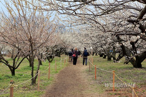 箕郷梅林 みさと梅公園（蟹沢会場）散策路