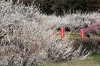 箕郷梅林・みさと梅公園（蟹沢会場）