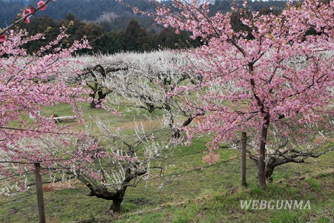 梅と河津桜