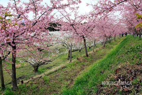 善地梅林広場の河津桜