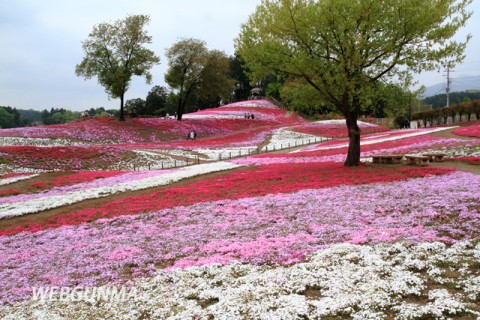 みさと芝桜公園