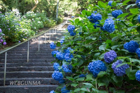 清水寺の石段に咲くアジサイ