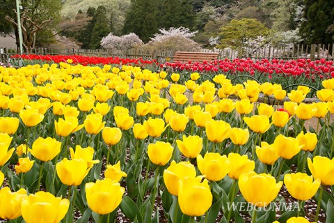 吾妻公園のチューリップ