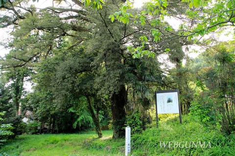 二渡のカヤ（群馬県桐生市）