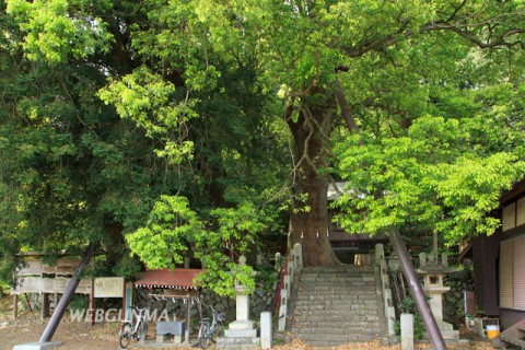 桐生城跡日枝神社のクスノキ群