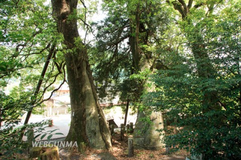 日枝神社の拝殿前に並ぶクスノキ