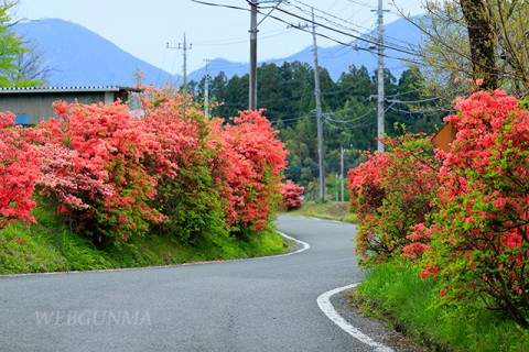 清水ツツジ街道