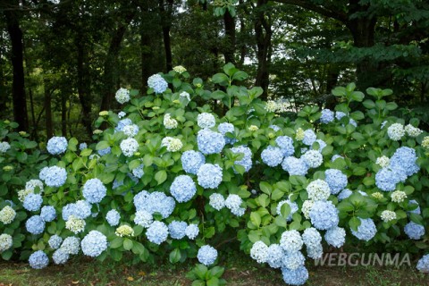 芝生広場西側に咲くアジサイ