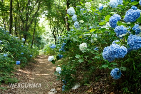 山上城址の空堀に咲くアジサイの花