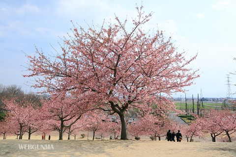 いせさき市民の森公園 河津桜