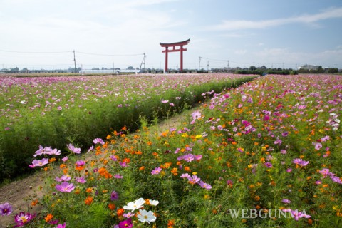 小泉稲荷コスモス