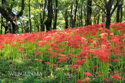 境御嶽山自然の森公園の彼岸花