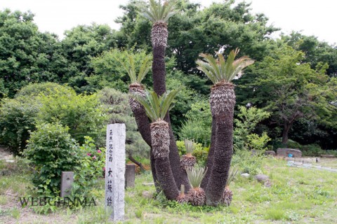 藤生家のソテツ