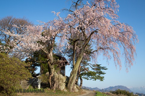 川田のしだれ桜