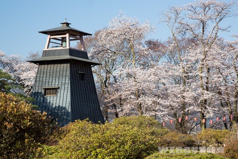 沼田城址の桜