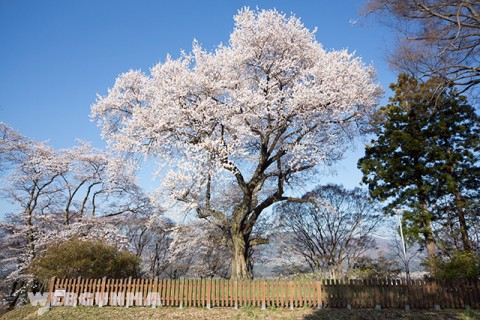 沼田城御殿桜