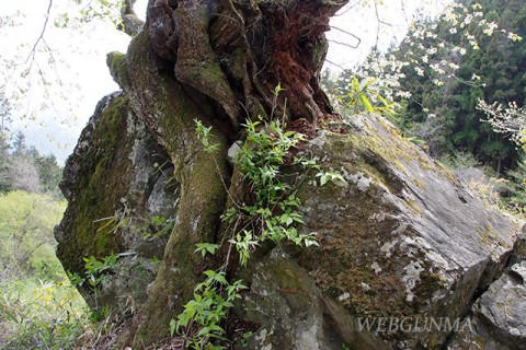 石割桜の根と大岩