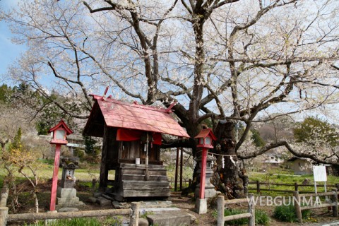 山妻有（やまつまり）のサクラと大明神