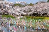 鶴生田川の桜とこいのぼり