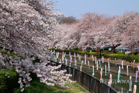 鶴生田川の桜