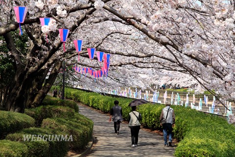 鶴生田川の桜並木