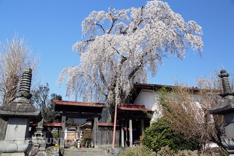 金蔵寺のしだれ桜