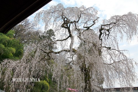 空恵寺のしだれ桜