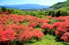 長峰公園のヤマツツジ