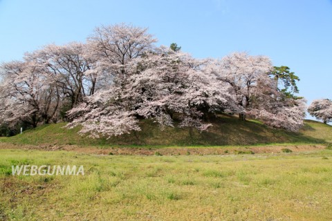 七輿山古墳（国指定史跡）と桜