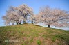 白石稲荷山古墳と桜