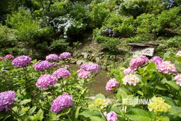 八塩あじさいの里弁天池周辺