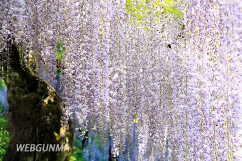 藤園 ナイアガラの滝