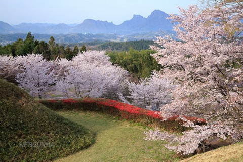 後閑城址公園の桜