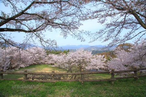 後閑城址公園の桜