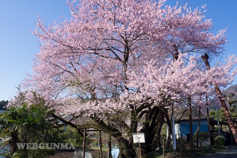 行田の彼岸桜（松井田）