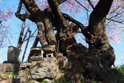 行田の彼岸桜の辻堂（お堂はない）