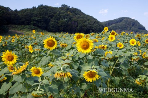 吹上地区のひまわり畑