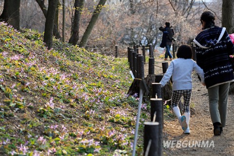 岩宿の里 カタクリと遊歩道