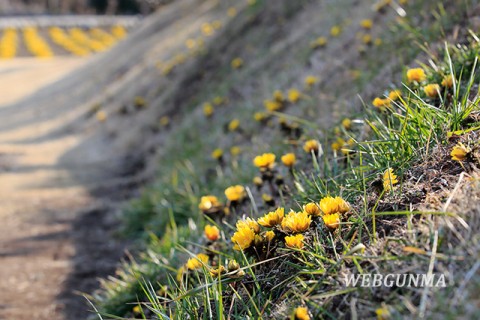 上神梅の福寿草